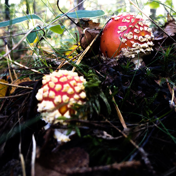 Macro nature champignons formation