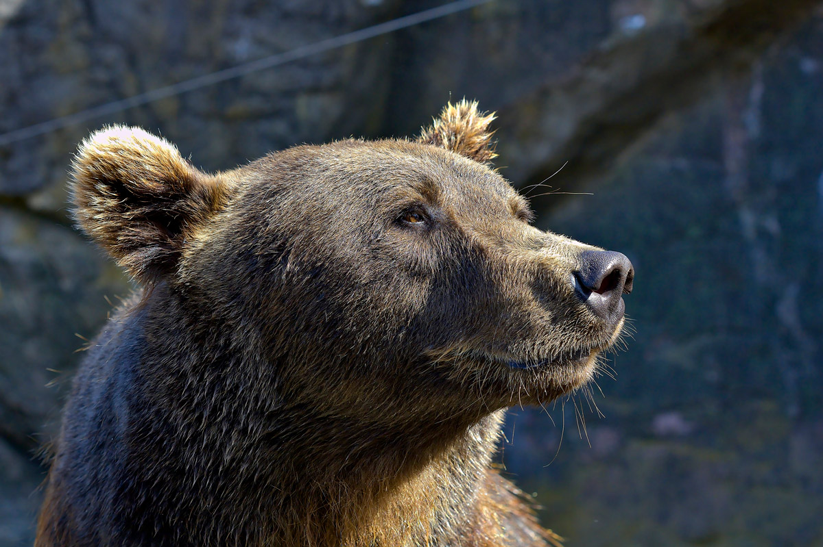 Apprendre retoucher photos animaux